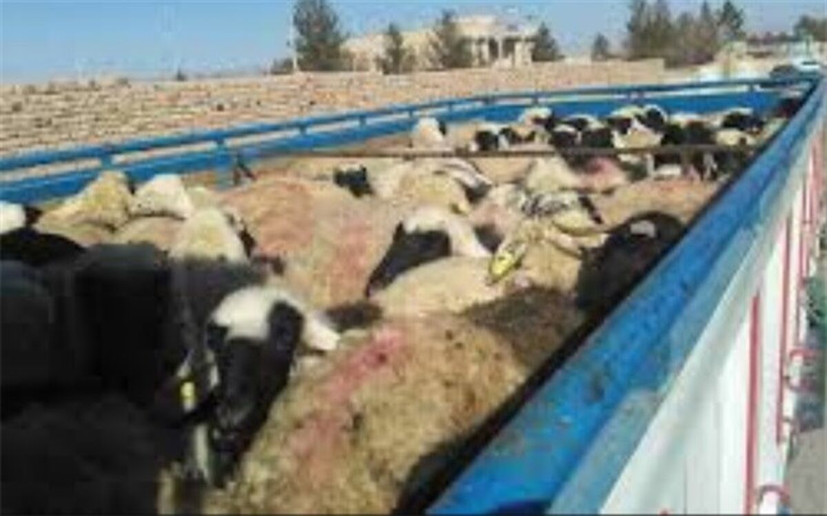 گزارشی از ابتلای دام‌ها به ویروس کرونا نداشتیم