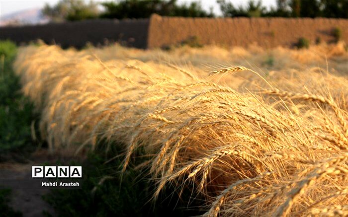 وضعیت مطلوب کشت گندم در سال زراعی جاری