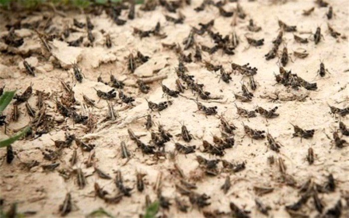 سم پاشی بیش از 680 هکتار از اراضی فارس علیه ملخ صحرایی