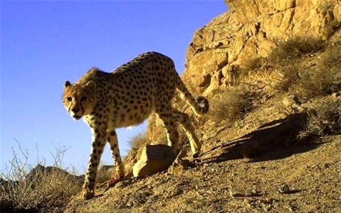 یوزهای ایرانی در طبیعت را فراموش کرده‌ایم