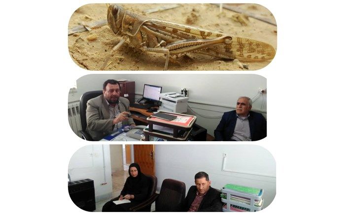 نی‌ریز در آماده‌باش مبارزه با ملخ‌های صحرایی است