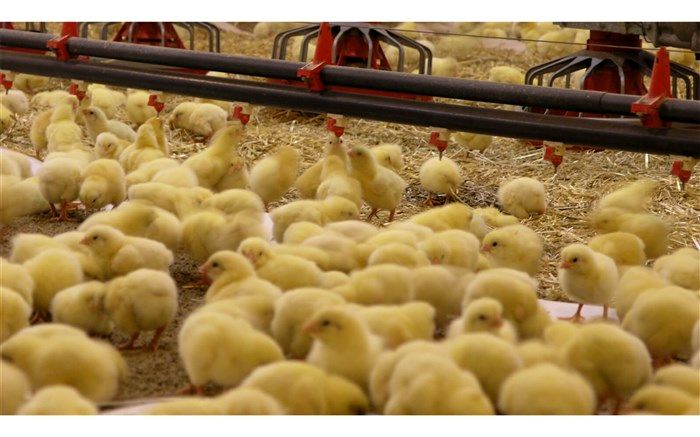 جوجه‌ریزی ۱۴۰ میلیون قطعه‌ای برای بازار شب عید