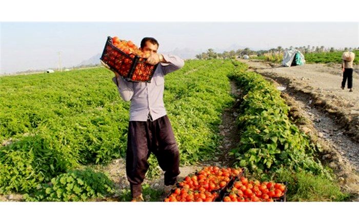 پرداخت ۱۰۰ درصدی مطالبه گوجه‌کاران آذربایجان‌غربی