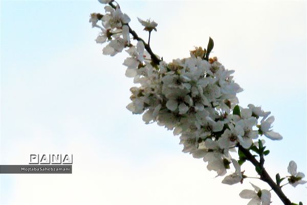 شکوفه‌های بهاری در شهرستان کاشمر