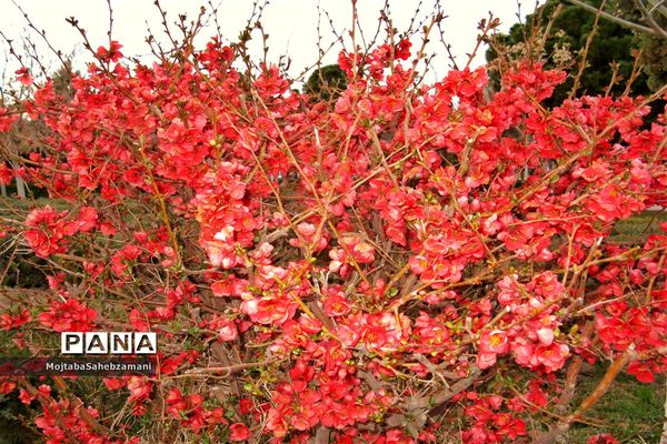 شکوفه‌های بهاری در شهرستان کاشمر