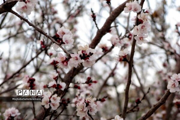 شکوفه‌های بهاری در شهرستان کاشمر