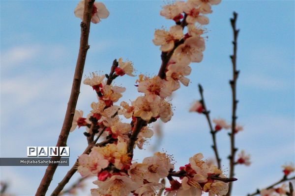 شکوفه‌های بهاری در شهرستان کاشمر