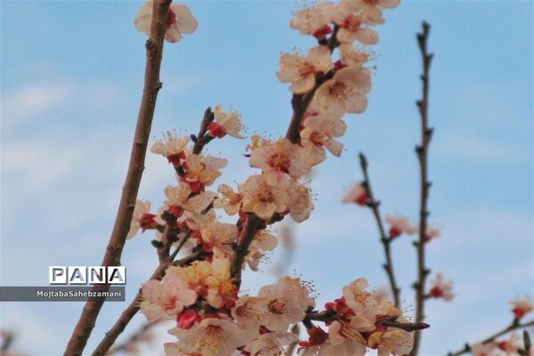 شکوفه‌های بهاری در شهرستان کاشمر