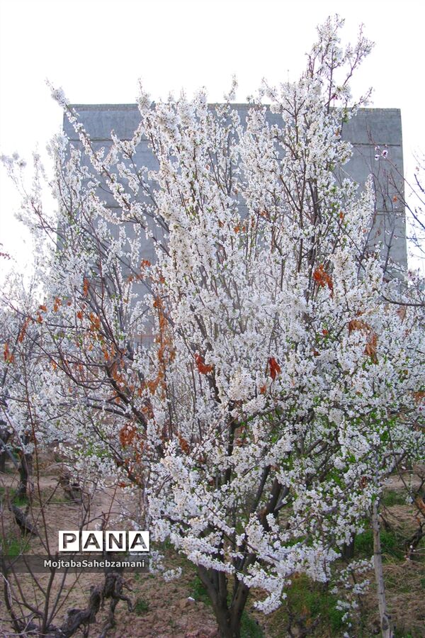 شکوفه‌های بهاری در شهرستان کاشمر