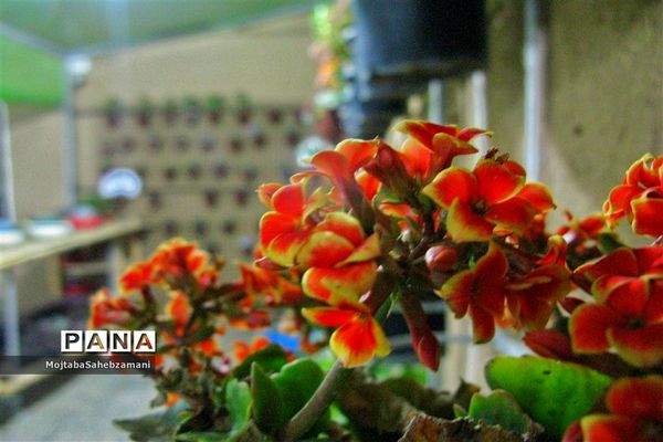 شکوفه‌های بهاری در شهرستان کاشمر