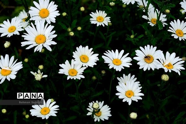 عکس های منتخب سال 98