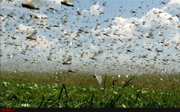 سطح مبارزه با ملخ صحرایی به حدود ۱۸ هزار هکتار رسید