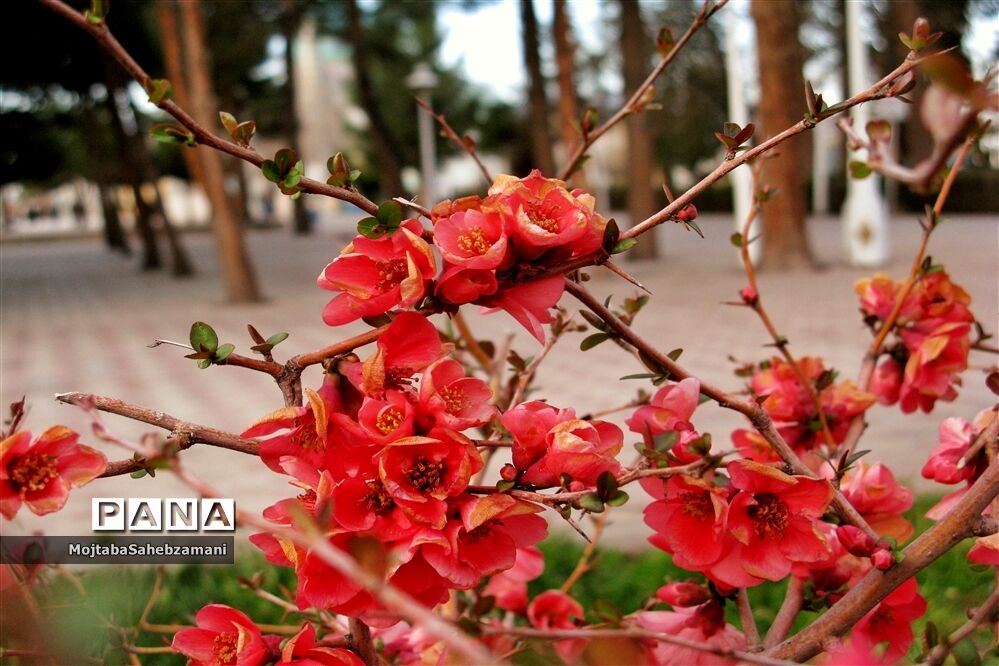 بهار را می توان دید حتی درخانه