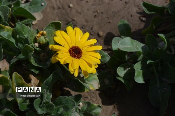گل‌های بهاری در بیرجند استان خراسان جنوبی