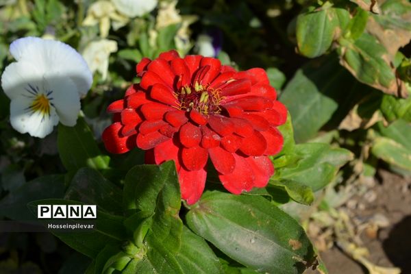 گل‌های بهاری در بیرجند استان خراسان جنوبی