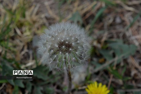 گل‌های بهاری در بیرجند استان خراسان جنوبی