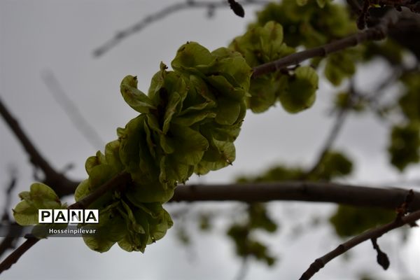 گل‌های بهاری در بیرجند استان خراسان جنوبی