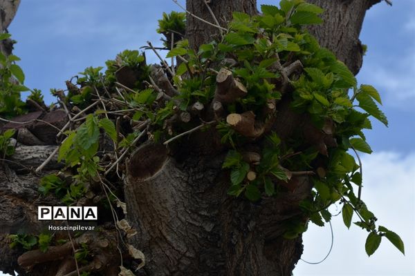 گل‌های بهاری در بیرجند استان خراسان جنوبی