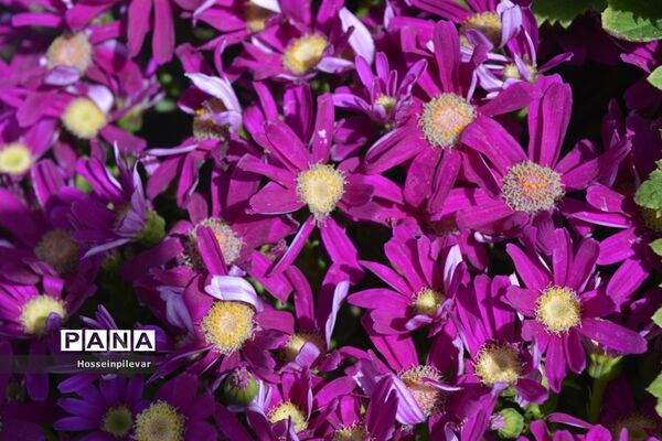 گل‌های بهاری در بیرجند استان خراسان جنوبی