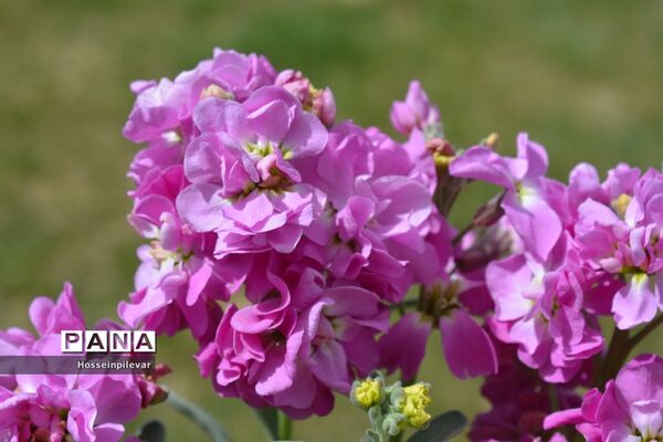 گل‌های بهاری در بیرجند استان خراسان جنوبی