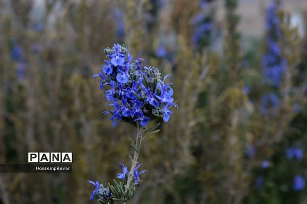 گل‌های بهاری در بیرجند استان خراسان جنوبی