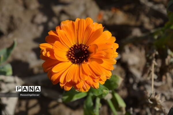 گل‌های بهاری در بیرجند استان خراسان جنوبی