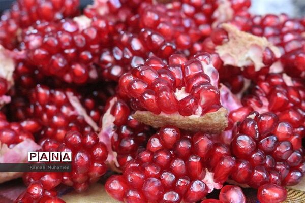 عکس‌های منتخب سال 1398 استان‌های اردبیل، چهارمحال بختیاری، گیلان، کرمان، کردستان و مرکزی