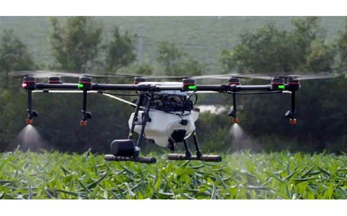 حمله ملخ ها به اراضی کشاورزی فارس، گسترده تر از سال قبل خواهد بود