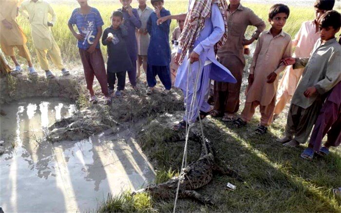 زنده گیری یک سر تمساح سرگردان در چابهار
