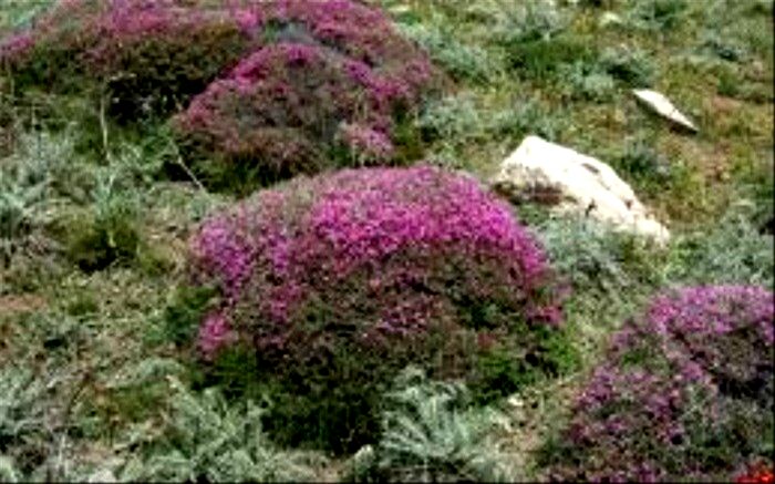هجوم به بوته های گون کردستان برای پیشگیری از کرونا