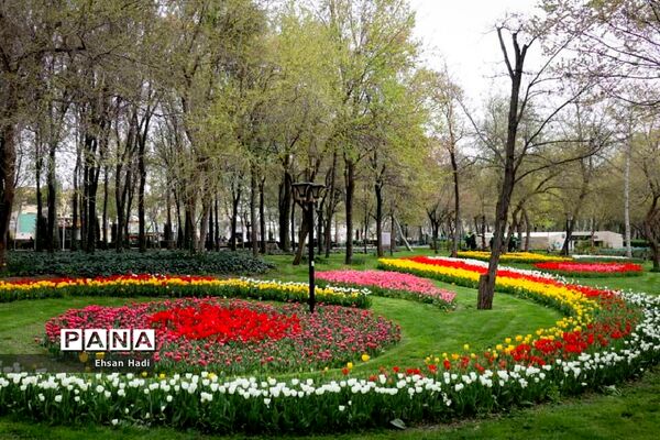 گل‌های لاله در بوستان ملت