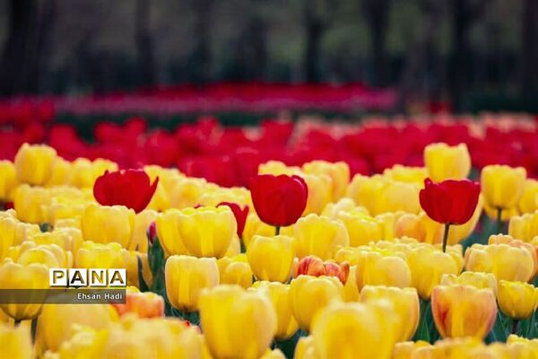 گل‌های لاله در بوستان ملت