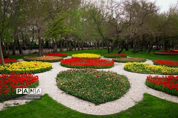گل‌های لاله در بوستان ملت