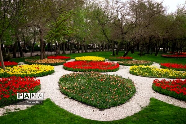 گل‌های لاله در بوستان ملت