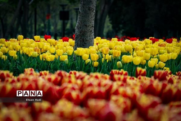 گل‌های لاله در بوستان ملت
