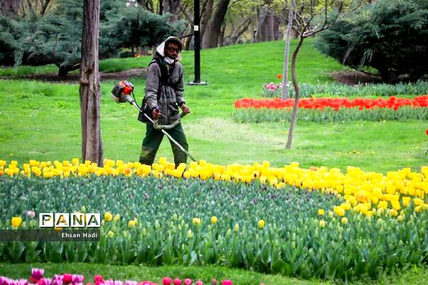 گل‌های لاله در بوستان ملت