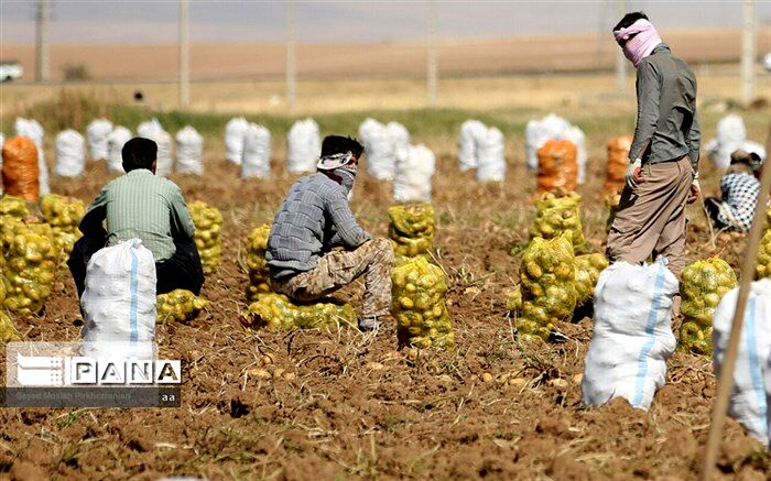 کشت سیب زمینی در استان اردبیل آغاز شد