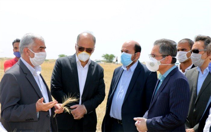 تمامی دستگاه‌های اجرایی استان بوشهر آماده همکاری در برداشت و ذخیره گندم هستند