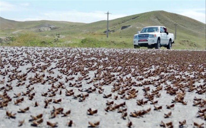 سم پاشی 13 هزار هکتار از مراتع سیستان و بلوچستان علیه ملخ صحرایی