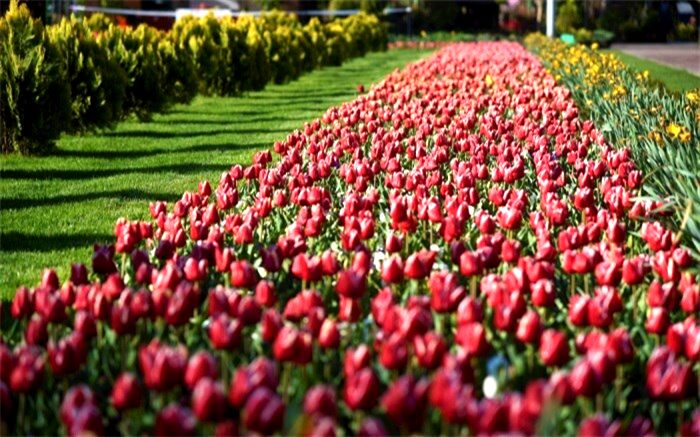 تور مجازی باغ لاله‌های کرج