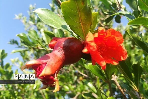 عکس‌های منتخب سال 1398 استان خراسان جنوبی