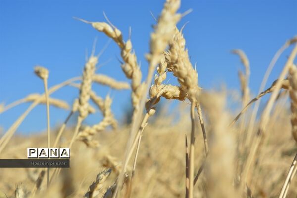 عکس‌های منتخب سال 1398 استان خراسان جنوبی