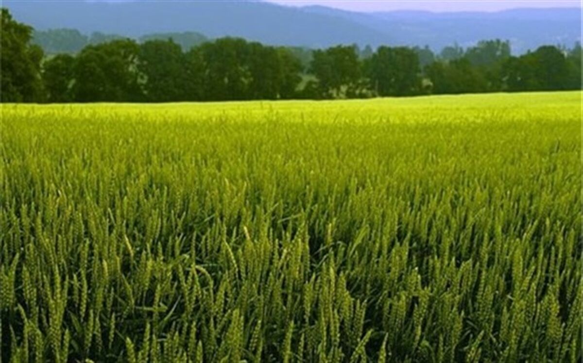کشت گندم در سیستان و بلوچستان ۲۰۰ درصد افزایش یافت