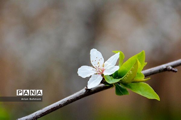 شکوفه‌های  بهاری در زنجان