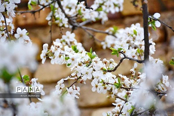 شکوفه‌های  بهاری در زنجان