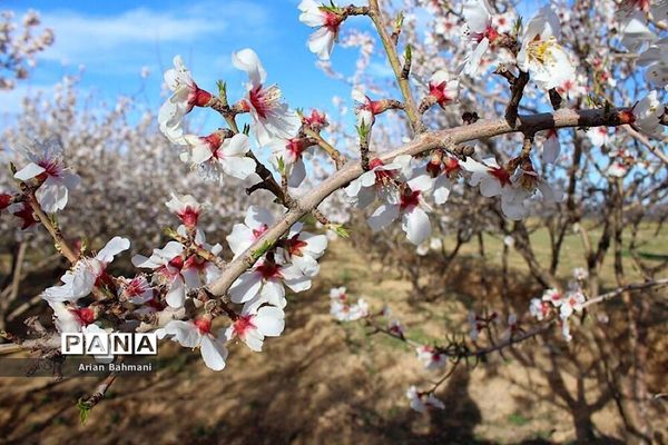 شکوفه‌های  بهاری در زنجان