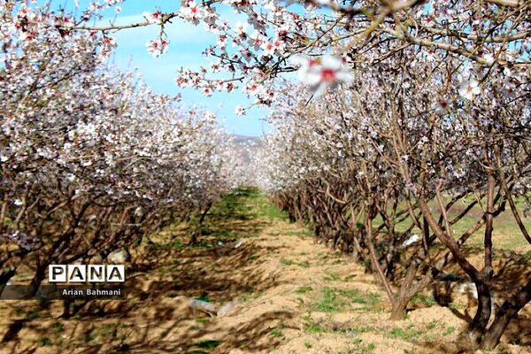 شکوفه‌های  بهاری در زنجان