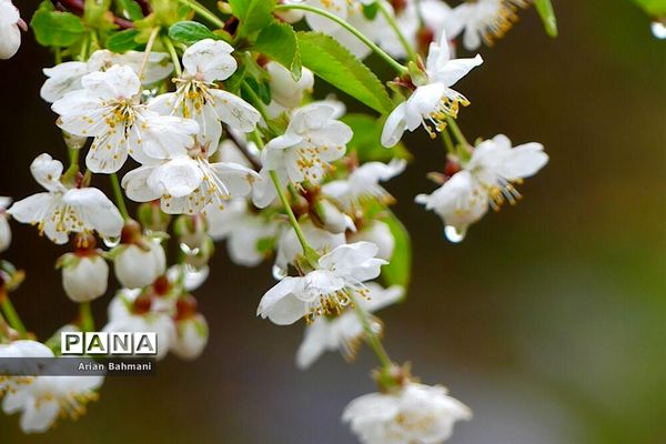 شکوفه‌های  بهاری در زنجان