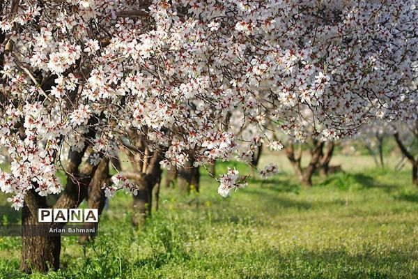 شکوفه‌های  بهاری در زنجان