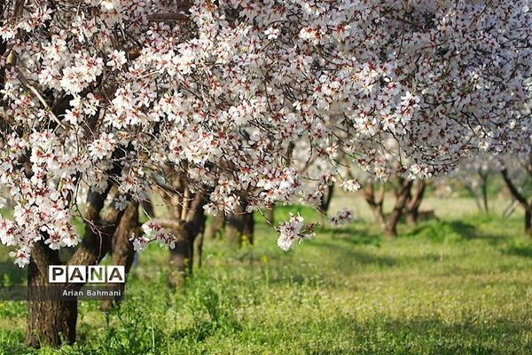 شکوفه‌های  بهاری در زنجان
